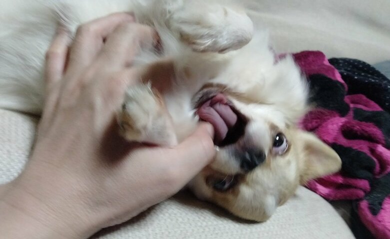 遊んでいる時