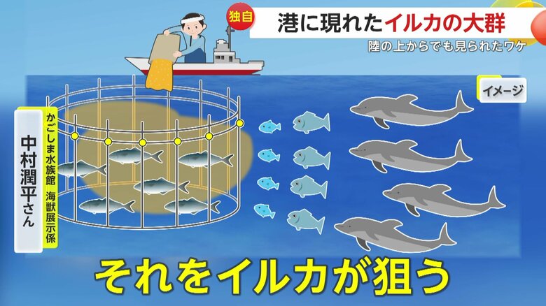 かごしま水族館 海獣展示係・中村潤平さんが解説するイルカの行動（イメージ画像）