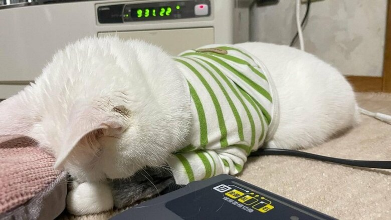 リリーちゃんのごめん寝