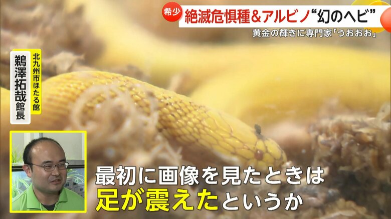 夜行性でほとんど人前に姿を見せない絶滅危惧種「タカチホヘビ」