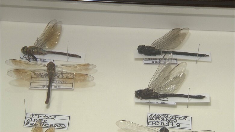 悠仁さまが作製されたトンボの標本　2013年12月撮影