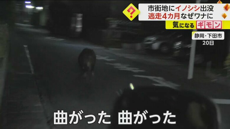静岡県下田市の住宅街に現れたイノシシ