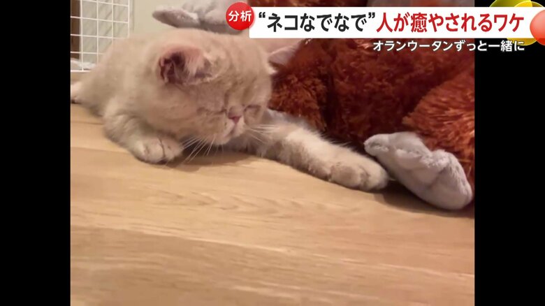 なでられるこまるくん