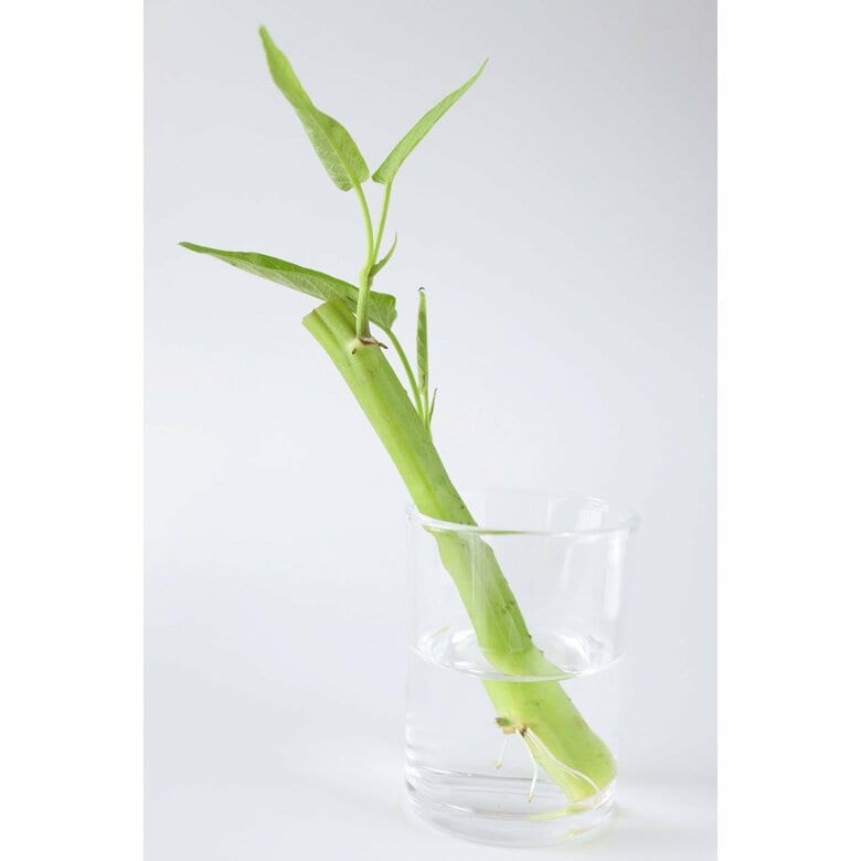 切り落とした茎はなんとリボべジ可能！根が出てきたら土に植えて育てましょう