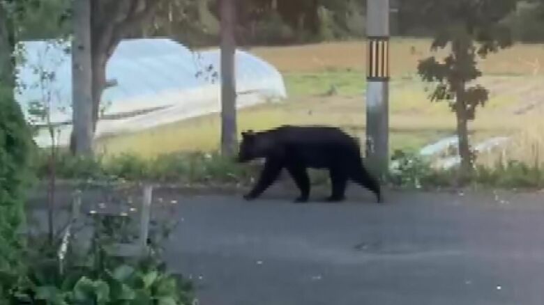 砂川で相次ぐクマ目撃(提供：視聴者)