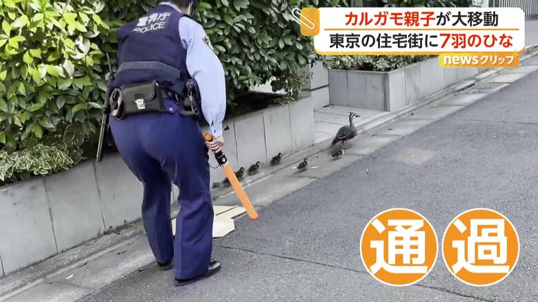 警察官が段ボールで側溝の隙間をふさいで、無事通過したカルガモの親子