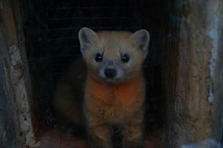 怒っているてんてんくん（提供：釧路市動物園）