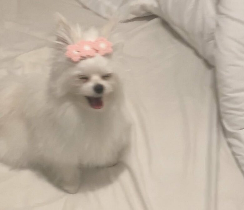 提供：かわいーぬさん