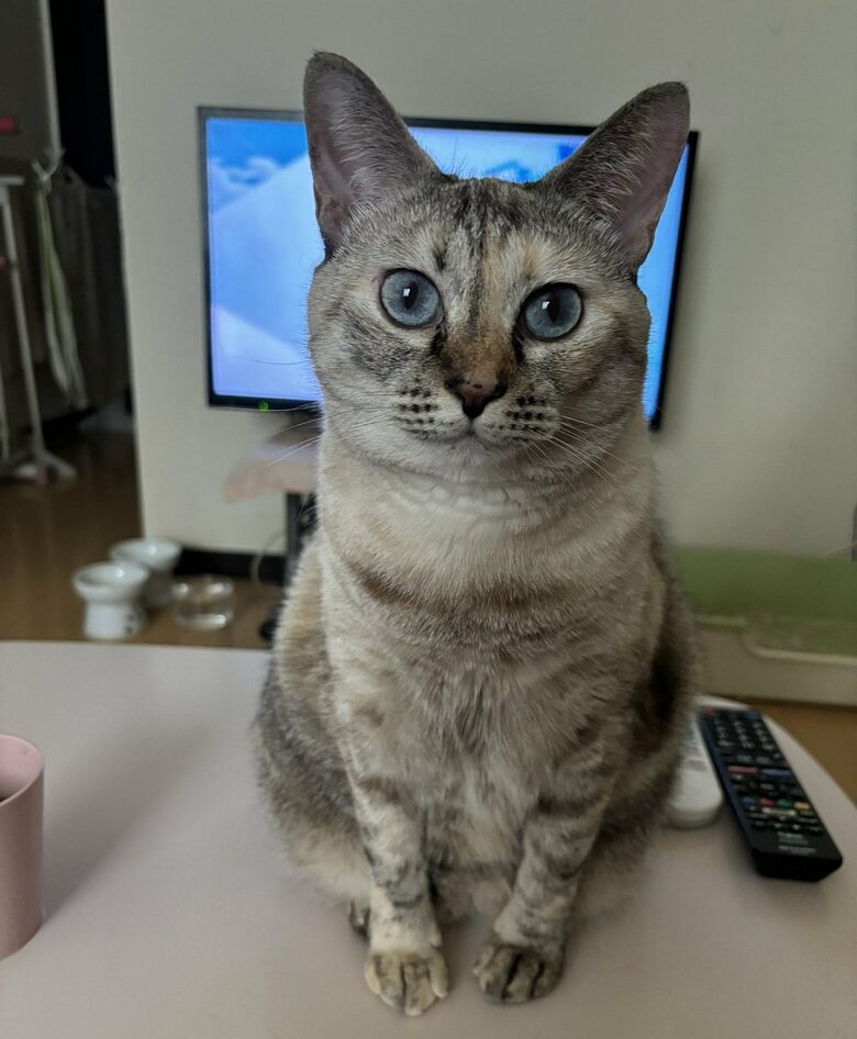 一緒に暮らしているきなこちゃん