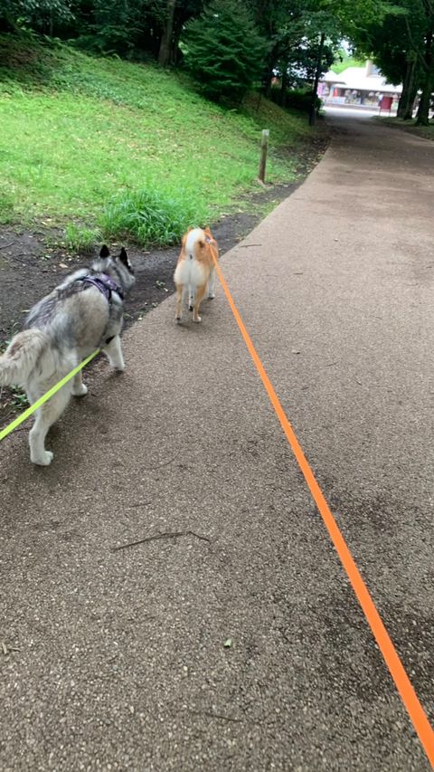 いつも仲良くお散歩（提供：柴犬 しんさん）