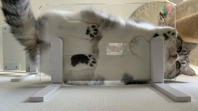 肉球がばっちり見える下からのアングル