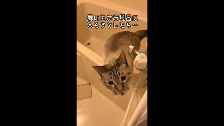 飼い主が風呂に入ろうとすると、猛アピール
