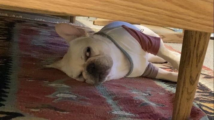 ソファの下に潜り込んで寝ている（提供：むぎさん）