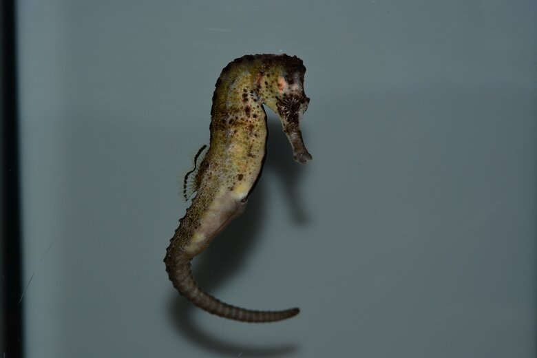 カリビアンシーホース（提供：サンシャイン水族館）