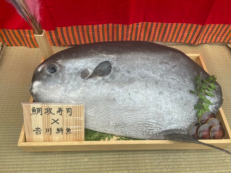 お祝いにマンボウが届けられていた