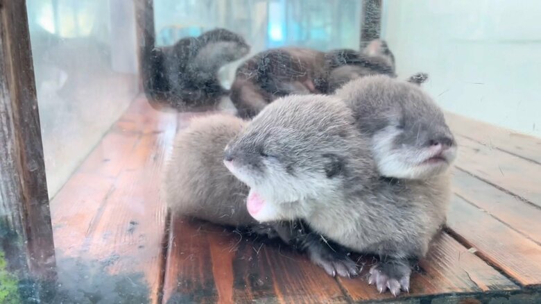 首をもう1匹の上にのせて一休み？（映像提供：鳥羽水族館）