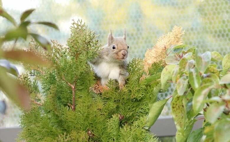 （提供：神戸どうぶつ王国）