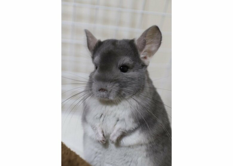 提供：金太郎の日常さん