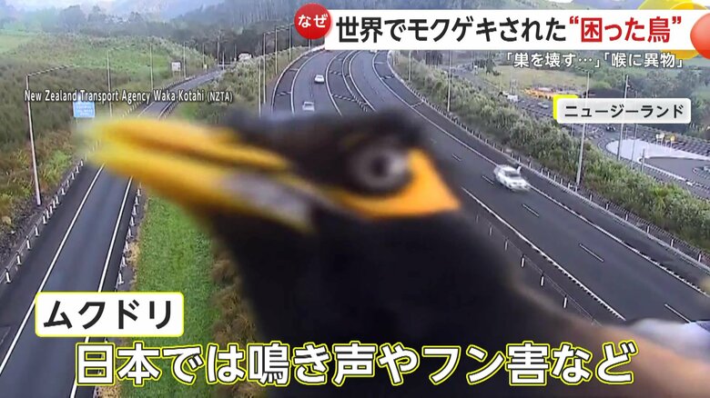 日本でもその鳴き声やフン害などがたびたび取り上げられるムクドリ