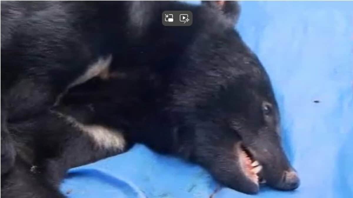 動物の鳴き声に気づきドアを開けたところ“クマ” 付近の柿の木には複数