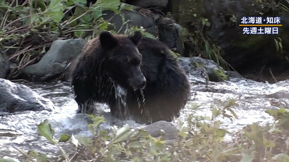 遭遇】「人が怖くない個体が…」北海道・知床 クマと人の距離に“異変