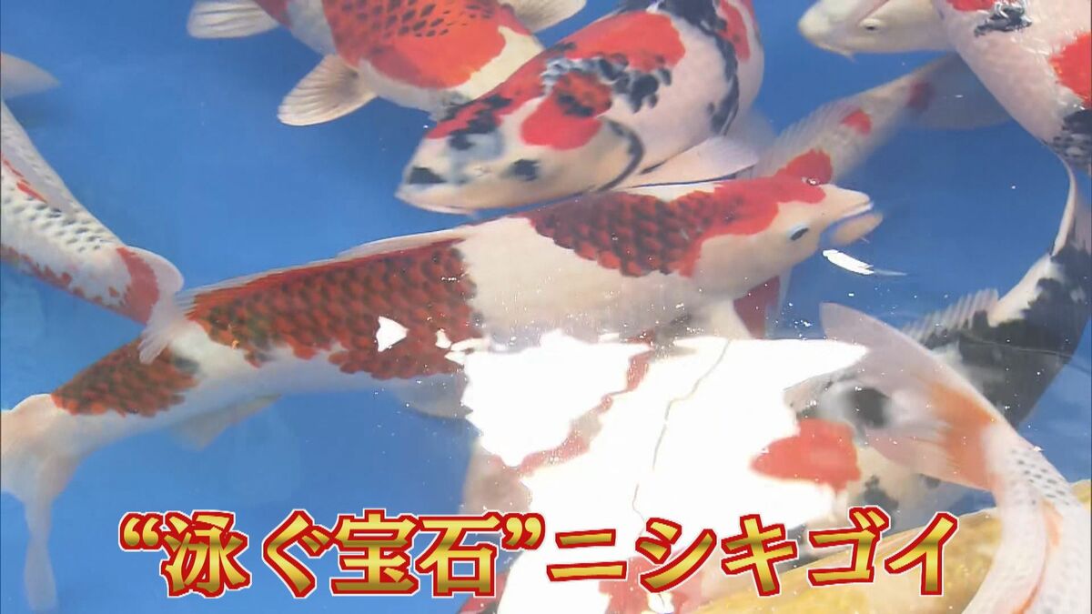 img_b888b5210f33c6afc294b6761f