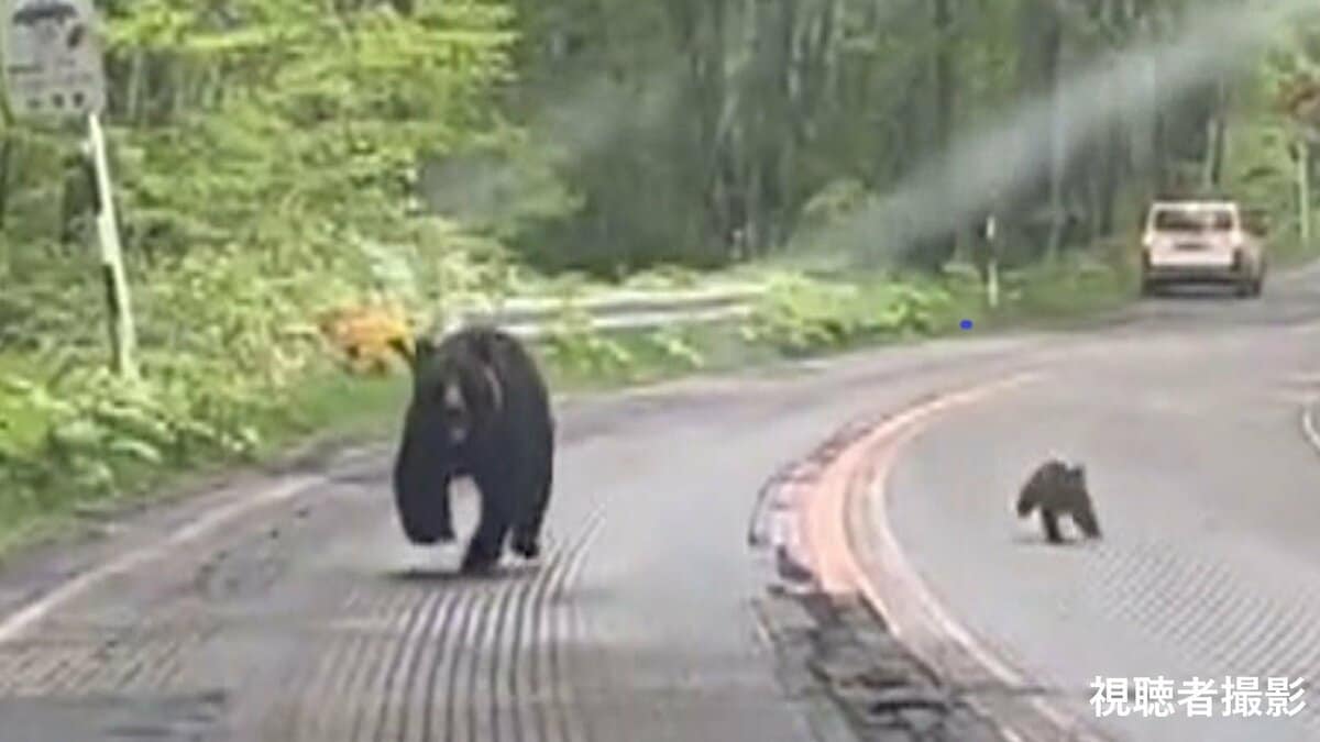 ちょっと待って！」「怖い！」車めがけて突進してくる“ヒグマ”の親子