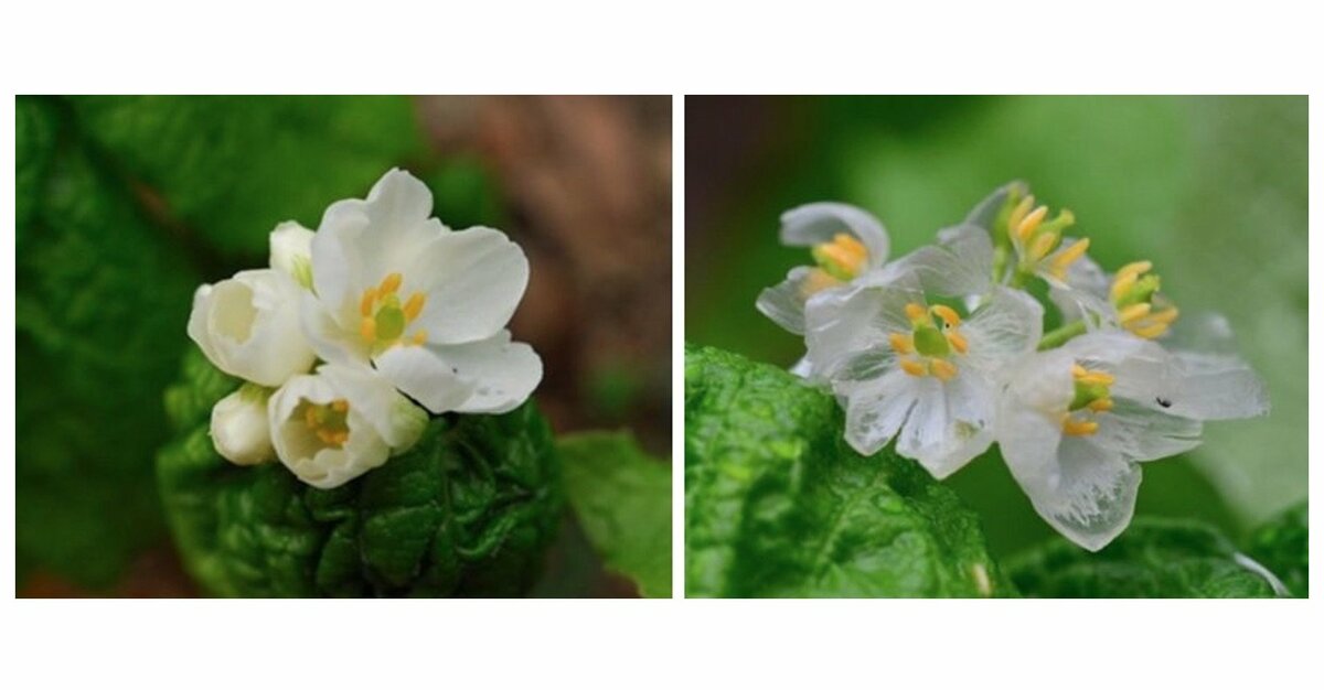 濡れると透明になる花「サンカヨウ」が神秘的…なぜ白から変化？ 2つの