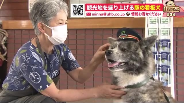 Jrニセコ駅の人懐っこい 駅長犬 自慢の 帽子 被り乗客を おもてなし 金曜日のわんこ