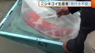 【中東情勢】初セリ迎えるも…“ニシキゴイ”生産者「先行き不安」 空輸コストの上昇や飼料の値上げ懸念