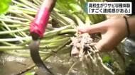 「商品にするまでがすごく大変」高校生がワサビ農家の仕事を体験　静岡・西伊豆町