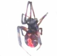 【北海道旭川市に毒グモ】特定外来生物「セアカゴケグモ」を確認―毒のあるメスに咬まれた場合は”疼痛、熱感、痒感、紅斑、リンパ節の腫脹”などの症状も―北海道では3例目