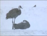 【後編】「ツルが離れたら八代が無くなると同じ」山口のツルの里で、特別天然記念物・ナベヅル“黒太郎”と妻が示した絆