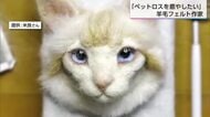 【特集】亡きペットを思い出に残す羊毛フェルト作家