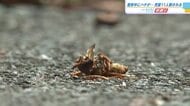 キイロスズメバチか？　児童１１人が登校中に刺されるも全員軽傷　「正門前の茂みから出た」　広島・庄原市
