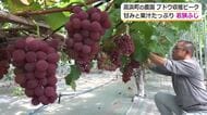 高浜町特産の大粒ブドウ「若狭ふじ」収穫最盛期　猛暑も夜間の風通しを徹底　色付き良く甘みと果汁たっぷりに　収穫は9月10日まで