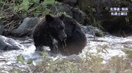 【遭遇】「人が怖くない個体が…」北海道・知床 クマと人の距離に“異変”　世界自然遺産登録後初の死亡事故も…ヒグマパトロールに密着　