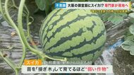 【珍騒動】御堂筋の中央分離帯でスイカが育つ　専門家は「自力で育つの奇跡」“ド根性スイカ”を調査
