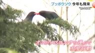 森の宝石とも呼ばれる渡り鳥「ブッポウソウ」この時期限定の貴重な姿…吉備中央町で子育て中【岡山】