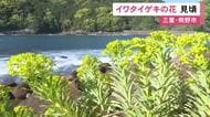 鮮やかな黄色い花…三重県指定の準絶滅危惧種『イワタイゲキ』の花が見頃迎える 数少ない群生地の熊野市井内浦海岸