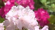 園内に約１０００種類・１万５０００株を植栽　真庭市のレジャー施設でシャクナゲの花が見頃【岡山】
