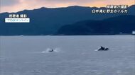 臼杵湾で複数の野生のイルカ　釣り人が撮影「大分で見れるとは…すごく驚いた」大分
