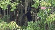 ハチの巣箱荒らされる被害も…岐阜県内でクマの目撃情報が今年度既に100件超 昨年度同時期を大きく上回る