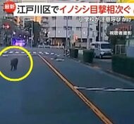 通勤中にイノシシに遭遇「こんなところにいるはずないと…」東京・江戸川区で同時間帯に9件の通報　前日には千葉・松戸市でもイノシシ目撃