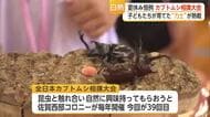 自慢のカブトムシで熱戦展開　毎年恒例「全日本カブトムシ相撲大会」今年も太良町で開催【佐賀県】