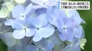 3万輪のあじさいが埋めつくす圧巻の景色　下田市で「あじさい祭」開催中　青やピンクなど色とりどりのあじさいが見ごろを迎える