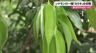 飴玉やチョコレートに シナモンの一種「カラキ」の収穫
