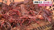赤々としたイセエビ 静岡・南伊豆町で初漁 漁港活気づく