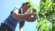 「生きているなら 止まるより前に」 震災後に始めたピーマン農家【岩手発】