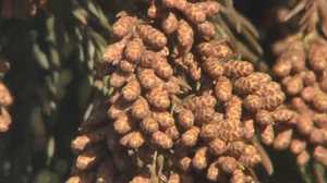 今年はスギ花粉“大量飛散”?昨年比“最大9倍”と予想される地域も